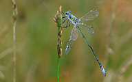 Small Spreadwing (Male, Lestes virens)